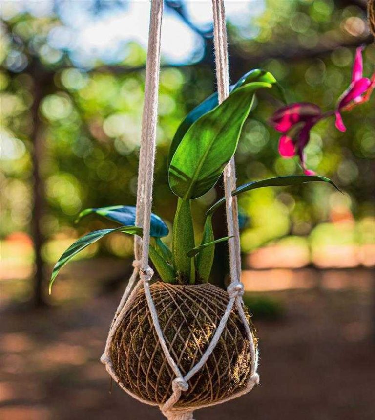 Kokedama Como Fazer Cuidar E Melhores Plantas Para Usar Artesanato