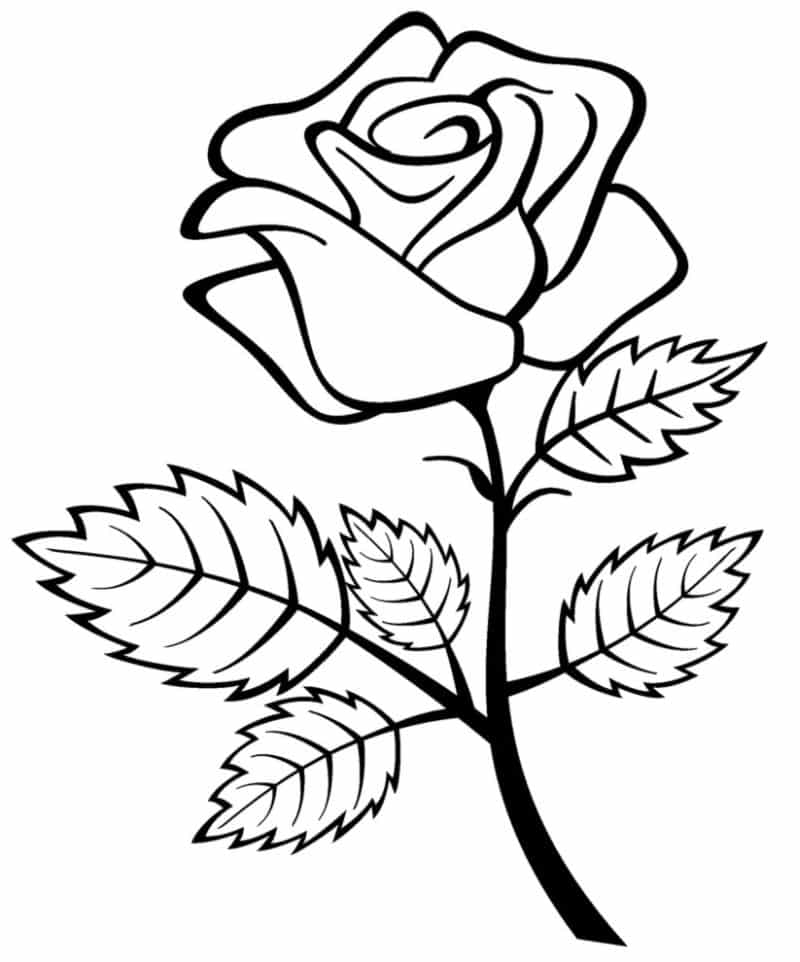 Desenho de Rosas para Colorir: 20 Imagens para Imprimir - Artesanato Passo  a Passo!