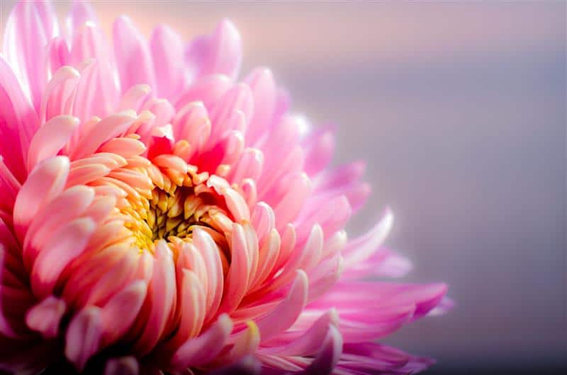 Crisântemo ou flor de ouro