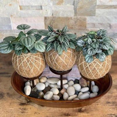 Kokedama Como Fazer Cuidar E Melhores Plantas Para Usar Artesanato