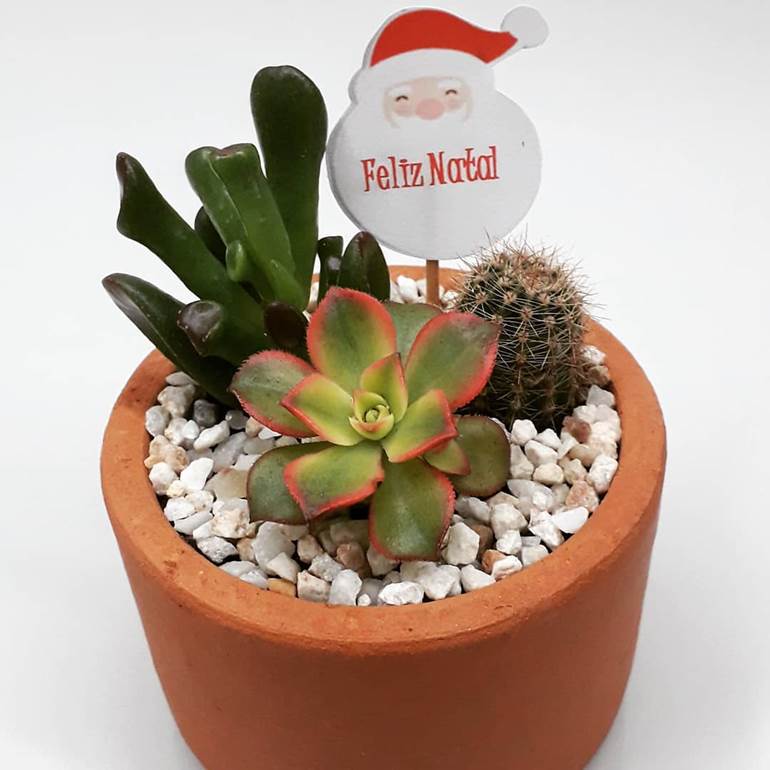 Plantas de natal lembrancinha