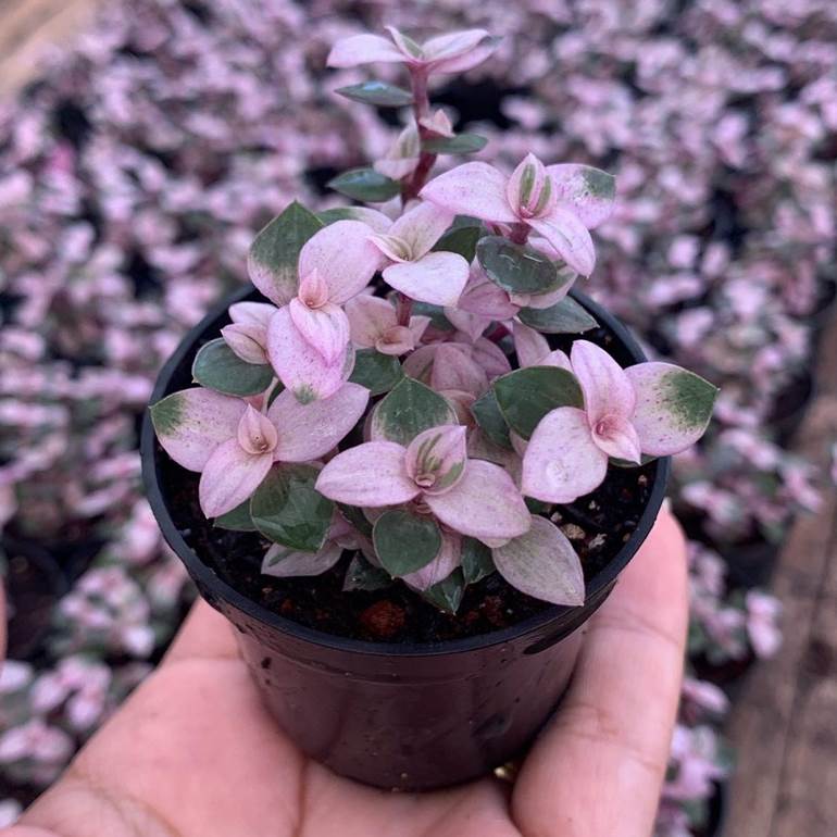 Lembrancinha de planta com folhas roxas