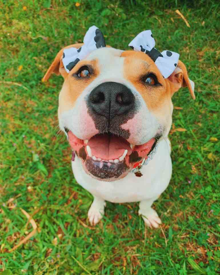 Lacinho para cachorro bege e branco