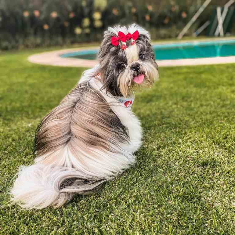 Lacinho vermelho com flores