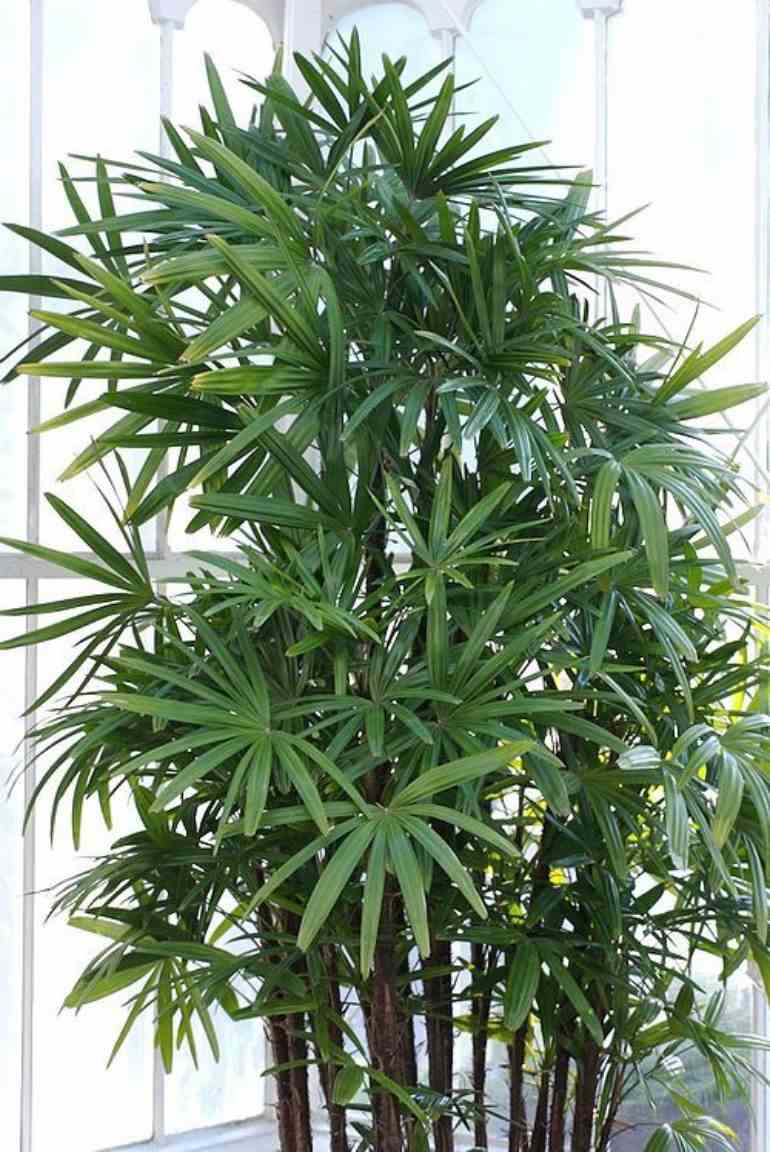 Rhapis Excelsa crescida