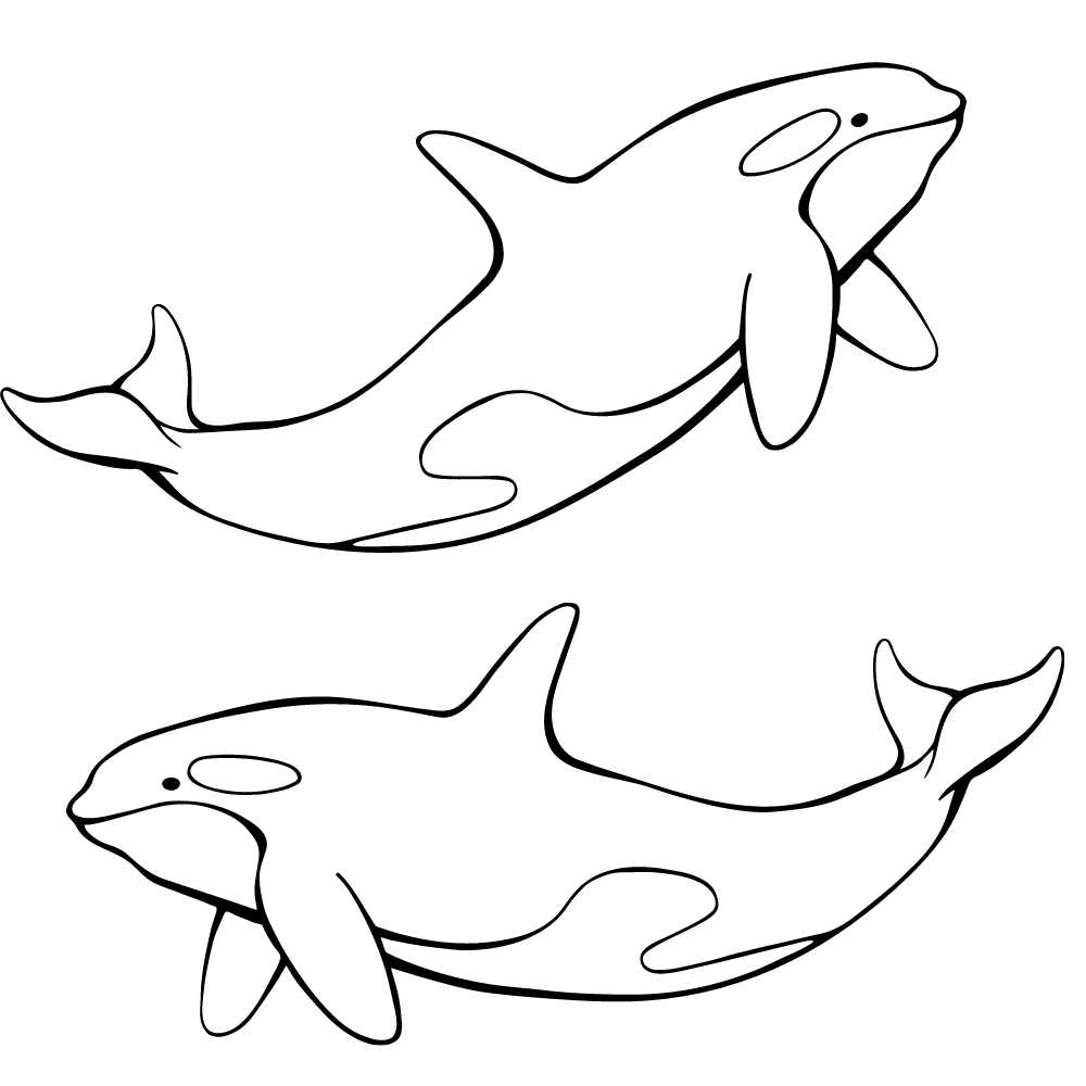 desenho baleia orca