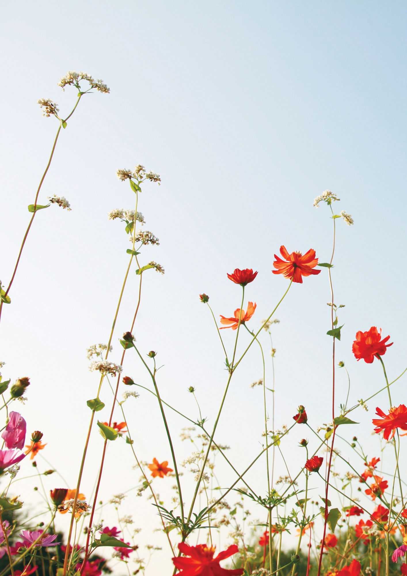 capa de caderno de flores para imprimir